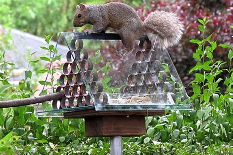 10 Brilliant DIY Squirrel-Proof Bird Feeder Ideas - Garden Lovers Club