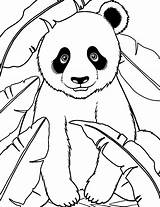 30 Panda Coloring Pages Cute Free Sheets sketch template