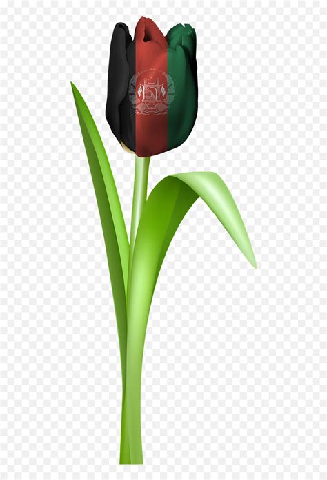 Tulip Iran Tajikistan Afghanistan - Afghanstan Flag Png Hd Emoji,Afghan ...