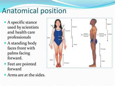 PPT - Anatomical terms PowerPoint Presentation, free download - ID:2351452