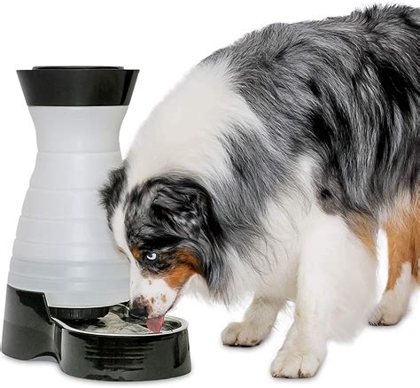 10 Best Automatic Dog Feeders and Waterers for Large Breeds - Hey, Djangles.