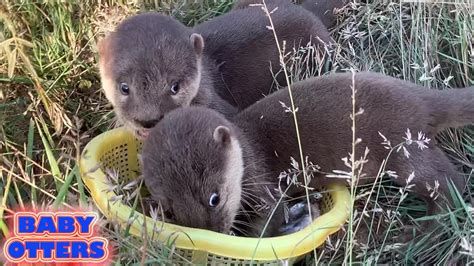 Cute baby otters enjoy eating! - YouTube