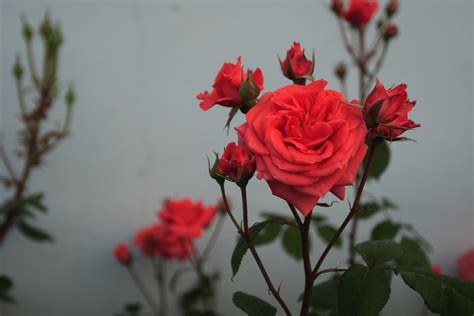 File:Chinese Rose.JPG - 维基百科，自由的百科全书