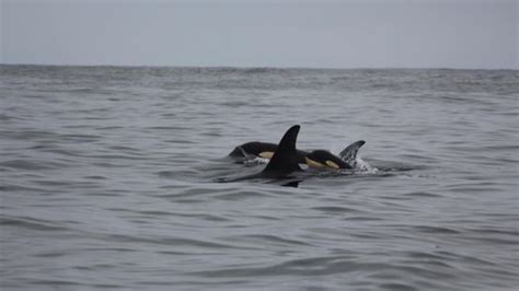 Young orca calf spotted with pod of Southern Resident killer whales