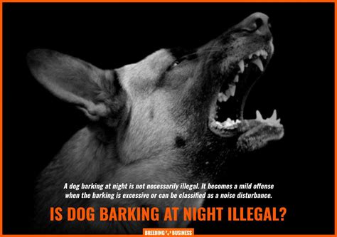 Dog Barking at Night – Reasons, Solutions, Law, Training & FAQs