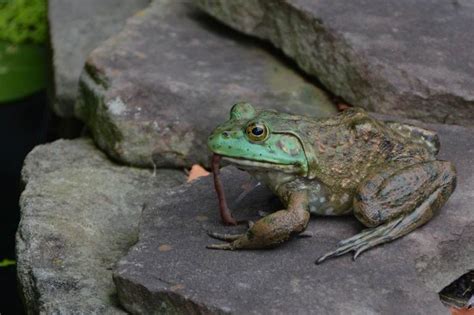 What Do Toads and Frogs Eat in Captivity? Frog Diet and Food Guide - ExoPetGuides