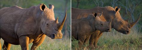 Rhino Conservation Projects Abroad | The Great Projects