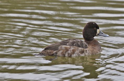 Lesser Scaup Female – Jen Gfeller Nature Photography