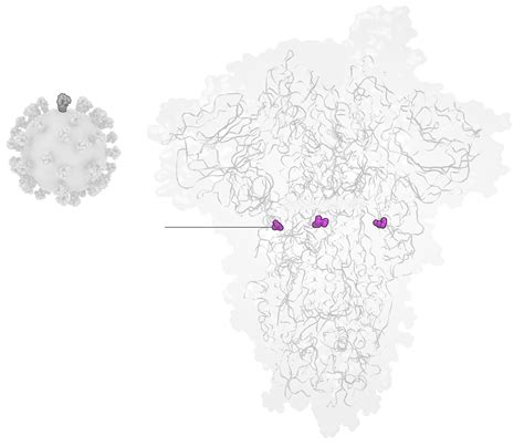 The coronavirus is mutating - The Washington Post