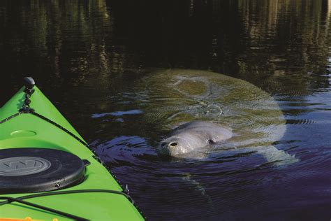 Manatee Swimming close to Kayak | Blue springs state park, State parks ...