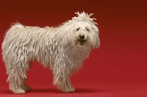 Komondor: Dog Breed Characteristics & Care