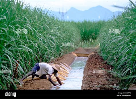 Geography irrigation growing dress brazilian ditch hi-res stock ...