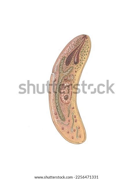 2 Apicomplexa Images, Stock Photos & Vectors | Shutterstock