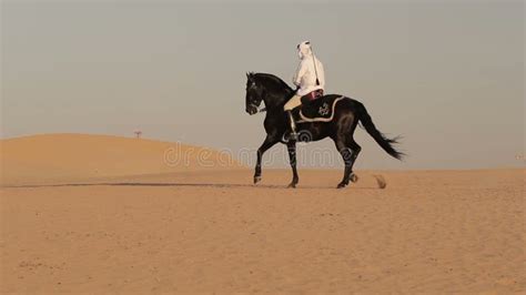 Arabian Horse Rider Riding on Desert in Dubai Stock Footage - Video of arab, equipment: 72870398