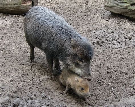 White-Lipped Peccary - Facts, Diet, Habitat & Pictures on Animalia.bio