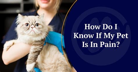 Signs Your Pet is in Pain | How Can You Tell if Your Pet is in Pain?