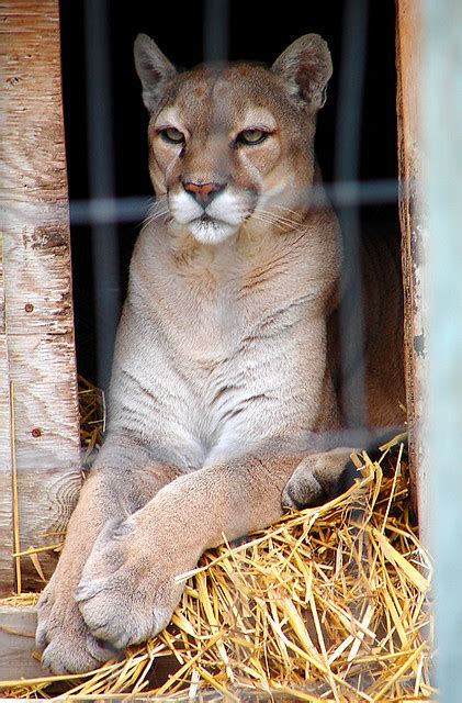 Blue-Eyed Puma | This puma has kept some of the blue-eyed co… | Flickr