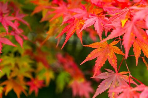 Premium Photo | Autumn Maple leaf