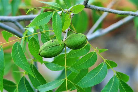 Our Wild Food Profile Of The Pecan Tree | Gearweare.net