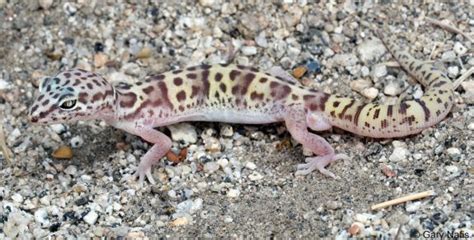 Banded Gecko Oddysey - Gecko Time