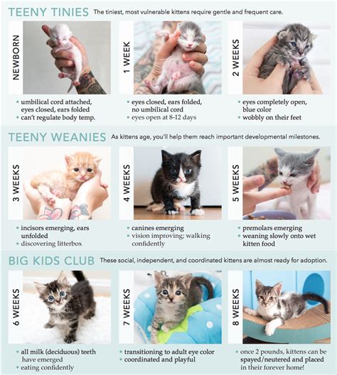 How to Determine a Kitten's Age — Kitten Lady