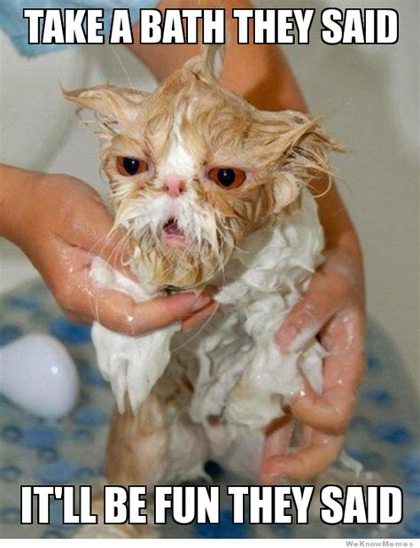 Do Cats Need To Be Given A Bath at Dawn Barrett blog