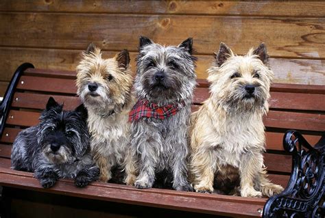 Cairn Terriers Club of Canada - Cairn Terrier Resources