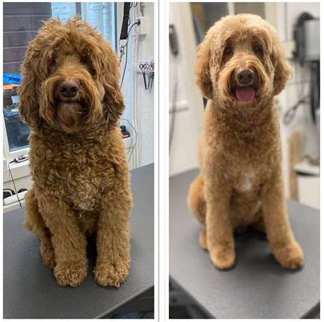 The Ultimate Labradoodle Haircut Guide | bend