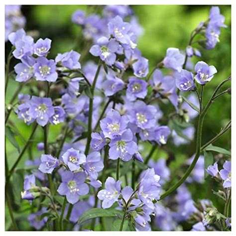 10 Great Purple Shade Perennials For Your Garden