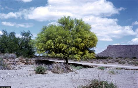 Arizona State Tree | Palo Verde