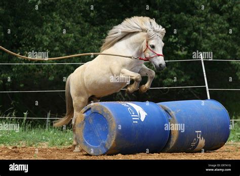 Shetland Pony jumps about barrel Stock Photo - Alamy