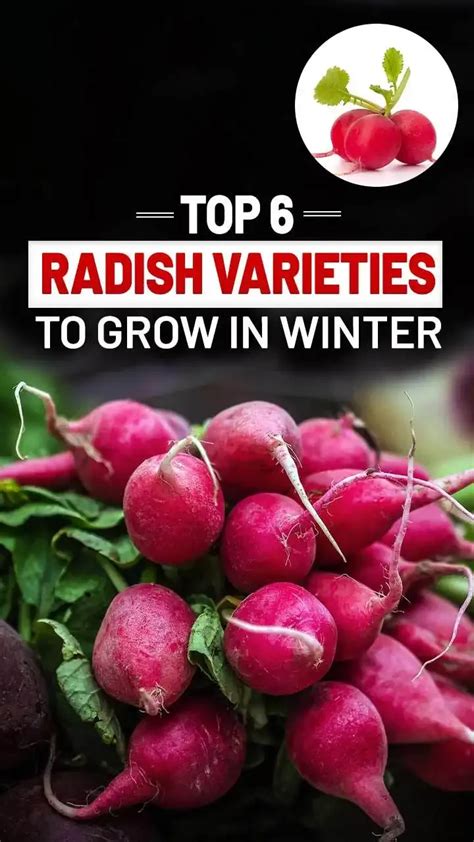 Winter Delights: Explore the Top 6 Radish Varieties