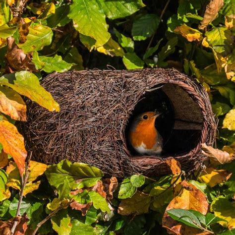 Robin brushwood nest - Garden bird nest boxes - save nature while you shop