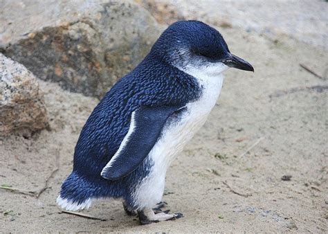 Little Blue Penguin/Korora Minecraft Skin