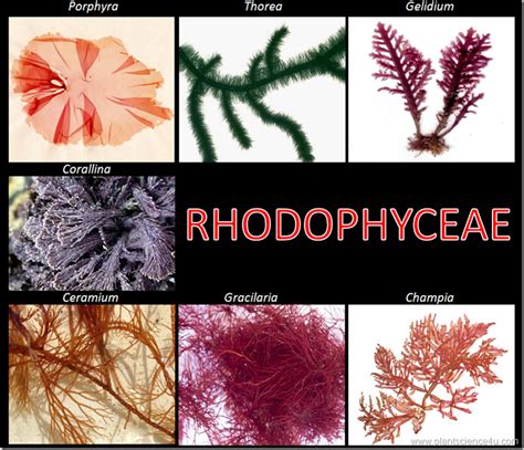 ExamplesOf.net | Red algae, Algae, Example