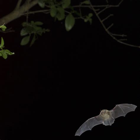 Hunting style - What are they and why do bats use them?