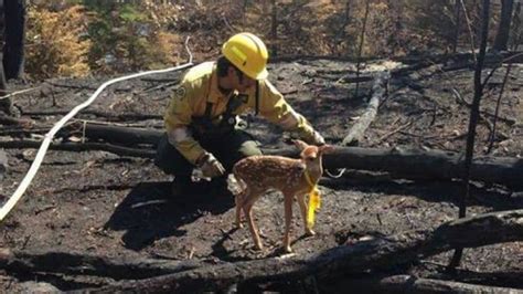 Baby deer rescued after northern Sask. forest fire | CBC News