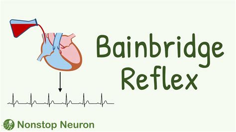 Bainbridge Reflex Physiology