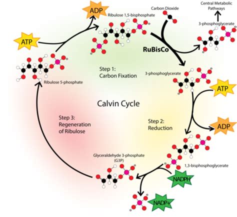 Calvin Cycle ( Read ) | Biology | CK-12 Foundation