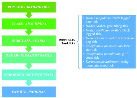 | Taxonomical representation of Ixodidae and a listing of hard ticks ...