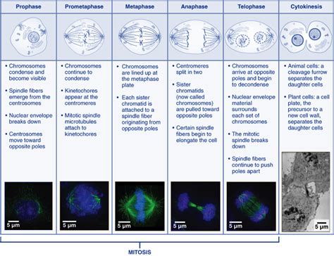 Mitosis | Dance of the Chromosomes