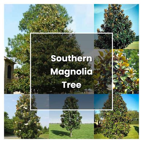 How to Grow Southern Magnolia Tree - Plant Care & Tips | NorwichGardener