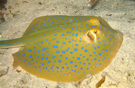 Blue-spotted Stingray | Taken on a night dive of the coast o… | Flickr