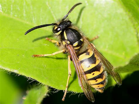 Yellow Jackets - Yellow Jacket Indentification & Pest Control & Elimination