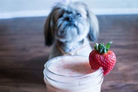 Can Your Dog Have Yogurt | What Kind of Yogurt Should You Give Your Dog