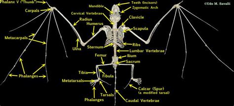 BIO370-Mammal Skeleton | Animal skeletons, Bat skeleton, Mammals