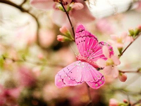 Pink Butterfly Backgrounds - Wallpaper Cave