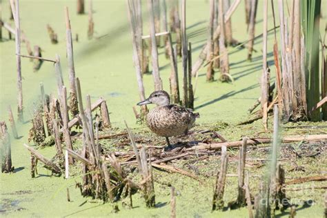 Teal duck Photograph by Lori Tordsen - Fine Art America