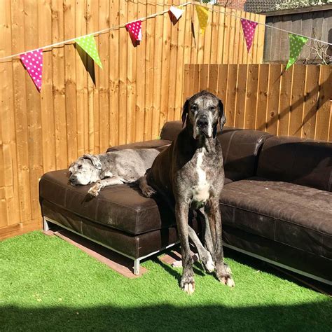 This Is Freddy Great Dane Dog Who Is 7-Foot+ And Considered To Be The Tallest Dog Ever