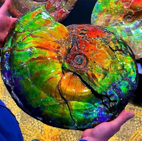 (2nd attempt post) Behold, Ammolite! a 65+ million year old opalized ammonite from the mountains ...